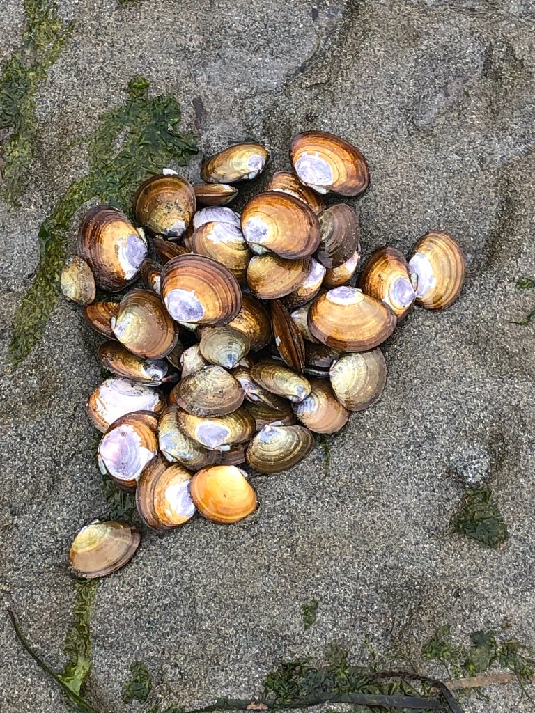 Clam Digging