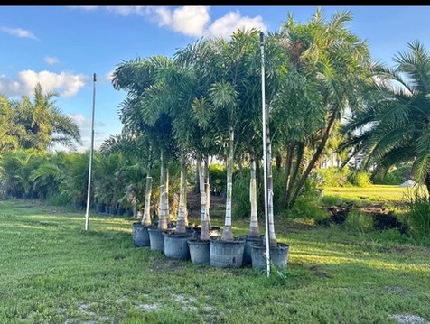 Tree service and landscaping in Venice, FL