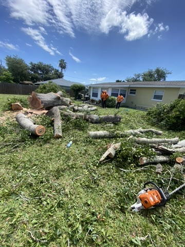 Tree service and landscaping in Nokomis, FL