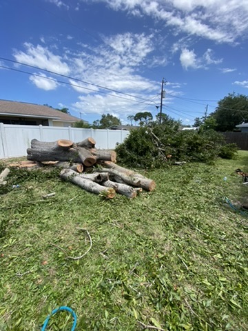Tree service and landscaping in Siesta Key, FL