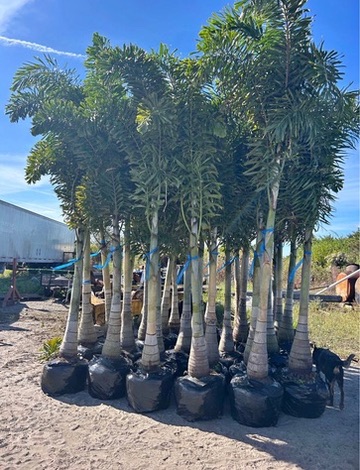 Tree service and landscaping in Bradenton, FL