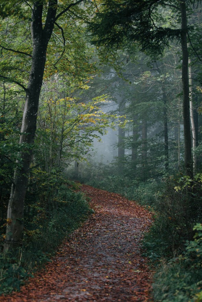 A quiet forest path disappearing into morning mist