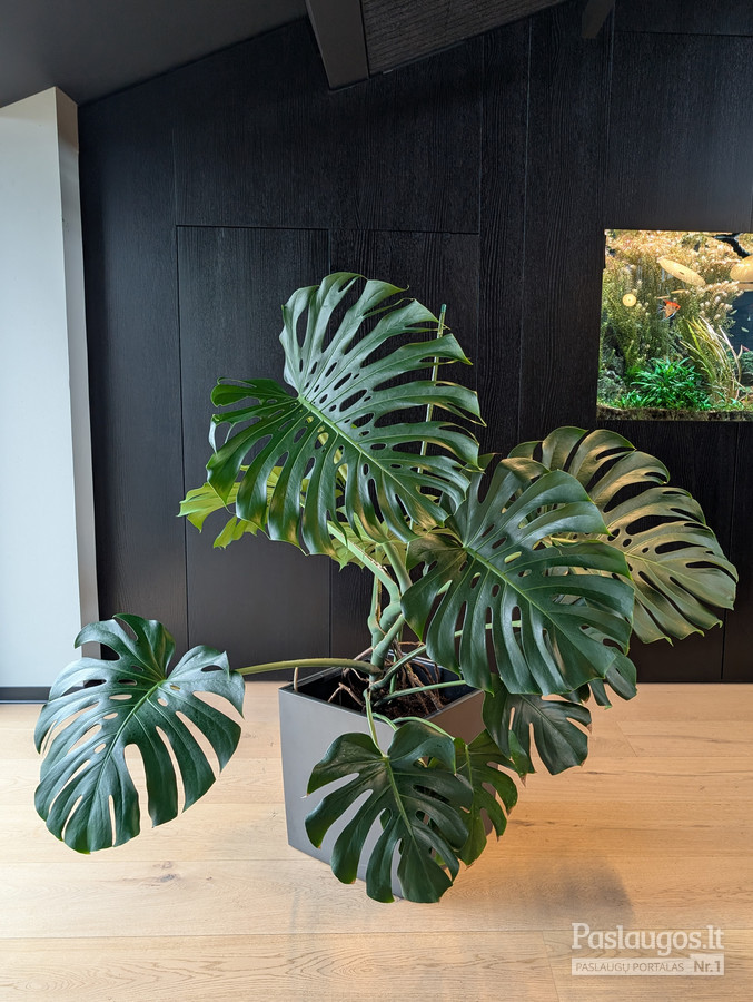 Didžioji monstera — elegantiškas akcentas šiuolaikiniame interjere