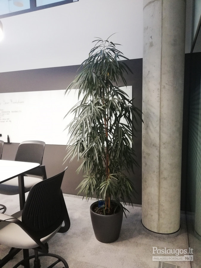 Augalų integravimas ir nuolatinė priežiūra moderniame biure