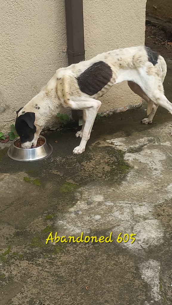 Rescued from abandonment