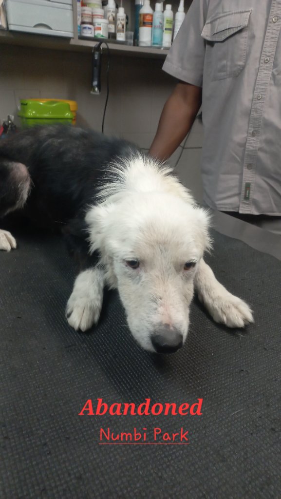 Under veterinary care