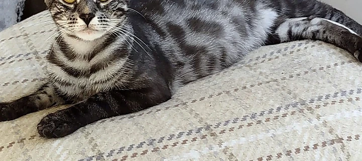 Silver Bengal