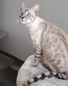 Silver snow Bengal with blue eyes