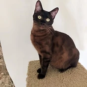 Sepia Bengal