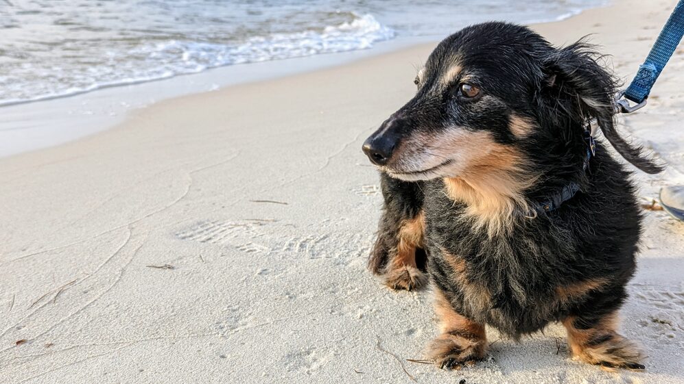 Jackson on the beach