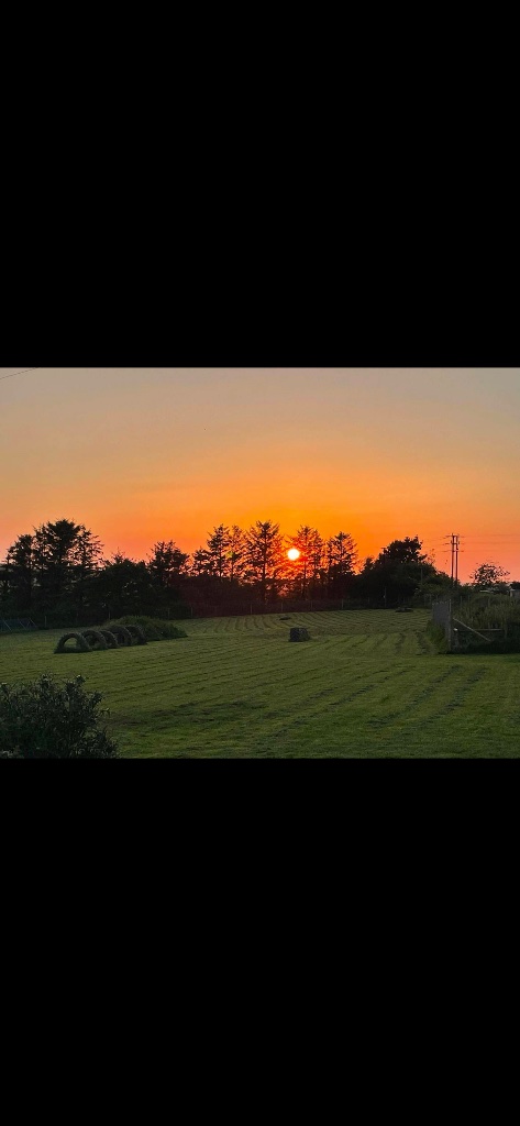 Secure Dog Fields