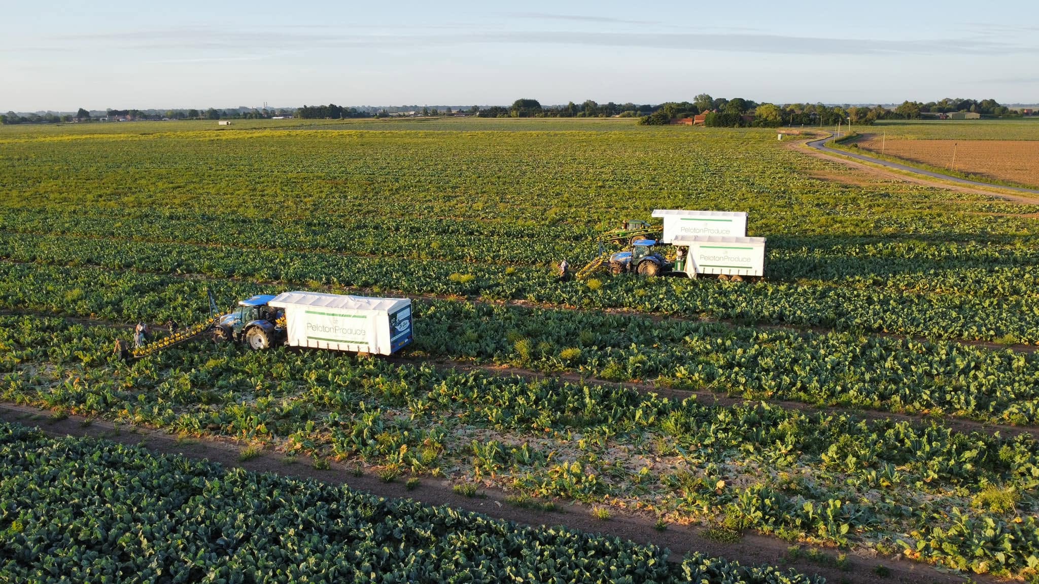 Harvest in Progress