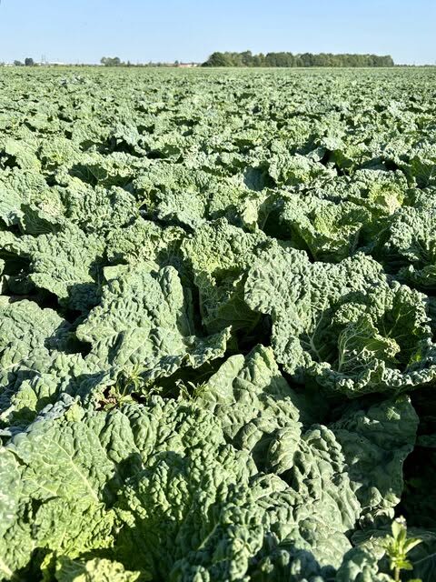Savoy Cabbage Fields