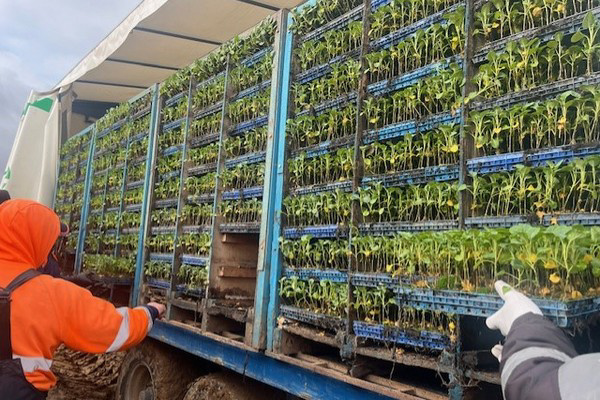 Seedlings Delivery