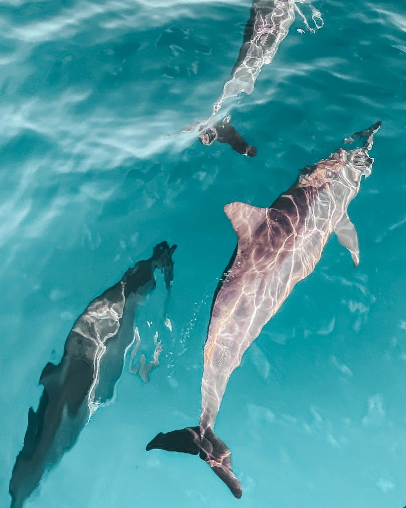 Dolphin watching sunset boat tour from Poreč, Croatian coast