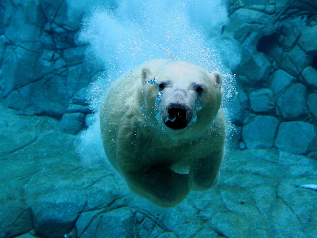 Polar bear swimming underwater