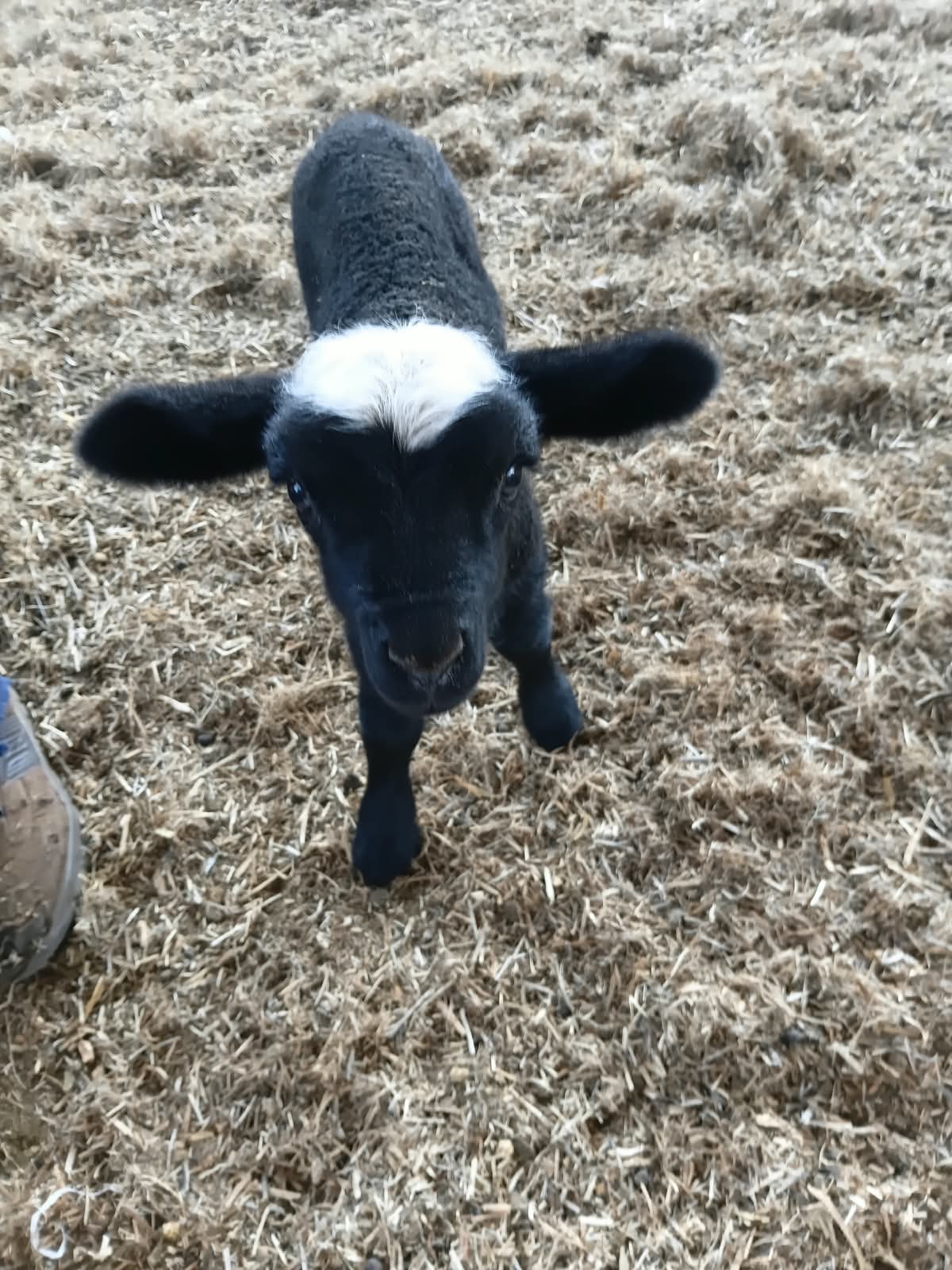 Hoof care and animal health station
