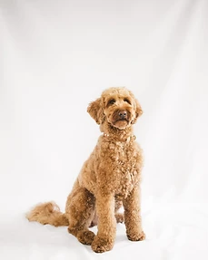 A golden doodle dog