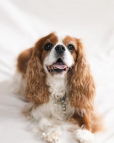A dog