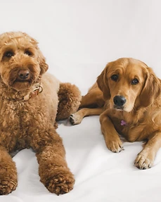 Two dogs together, a doodle and a golden retriever
