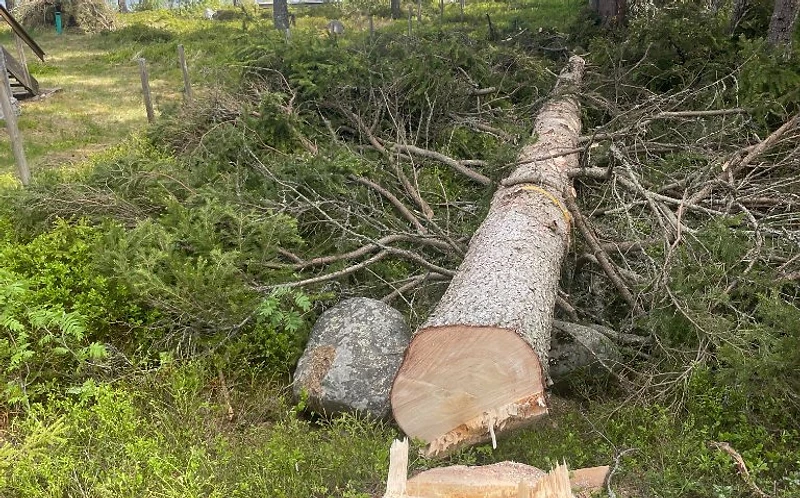 Säker trädfällning i Skellefteå