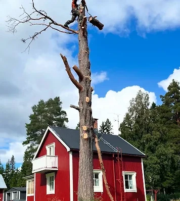 Trädfällning utförd av Magnus Skog & Trädfällning