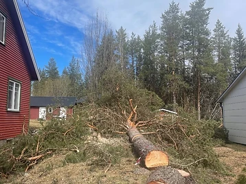 Trädfällning i Skellefteå 4