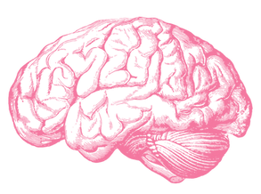 Etched anatomical line drawing of a human brain in vibrant pink on black — a scientific cartography of neurodivergence, reframing the brain as territory to be mapped, not pathology to be cured.
