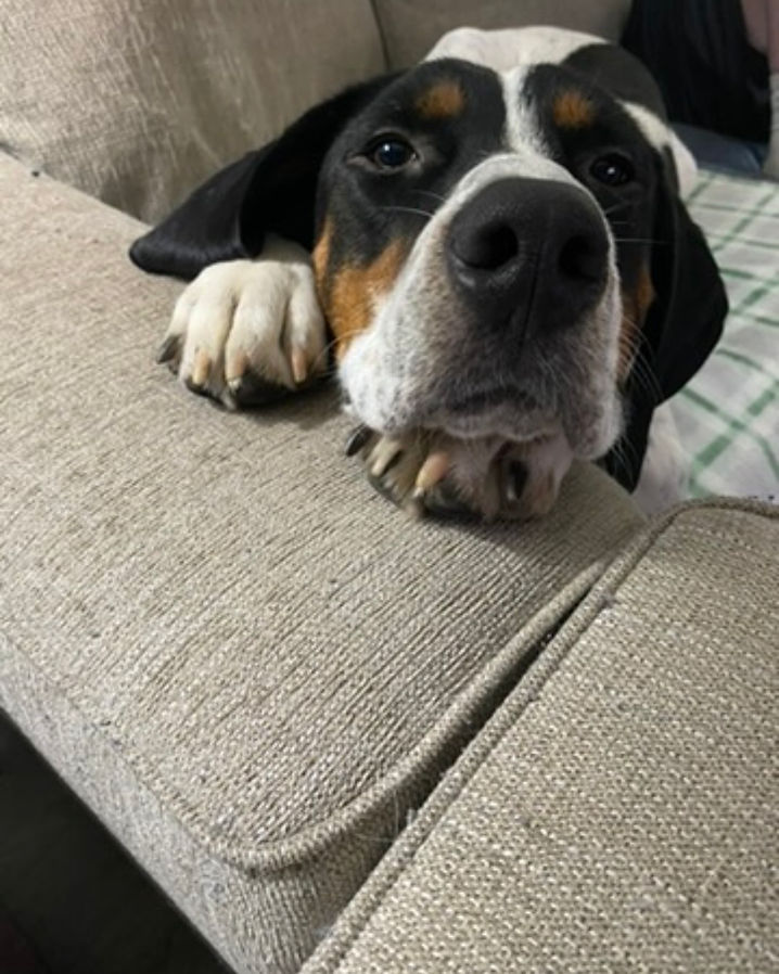 Max, the founder's black, white, and tan dog, with clear watchful eyes, photographed in natural light