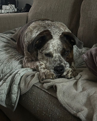 Blue, the founder's speckled brown-and-white Blue Heeler, resting his chin on his paws at home