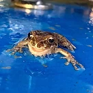 Tree frog on fermenter lid