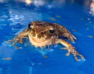 Tree frog on a fermenter