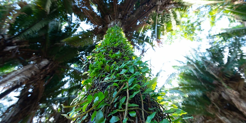 Looking up at a palm tree covered in vines