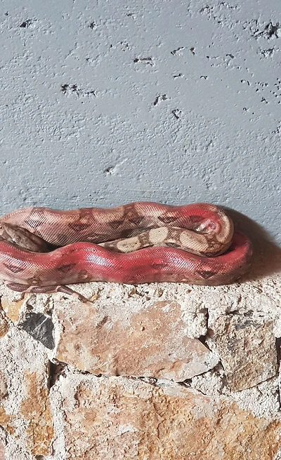 Boa constrictor on stone wall