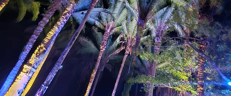 Nighttime colored lighting on palm trees