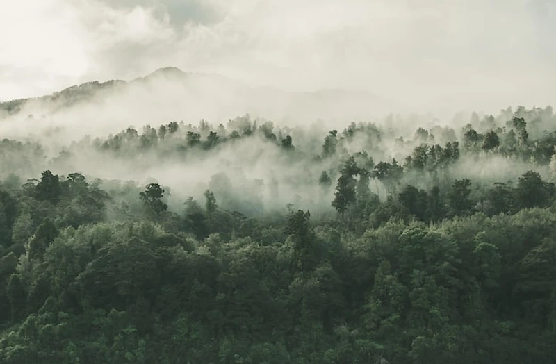 Floresta com neblina