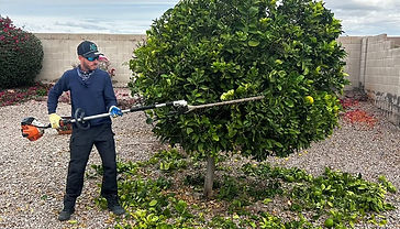 Tree Trimming