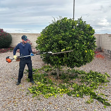 Tree Trimming in Action