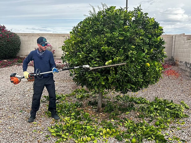 Tree Trimming in Action