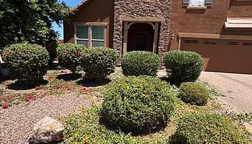 Yard Cleanup