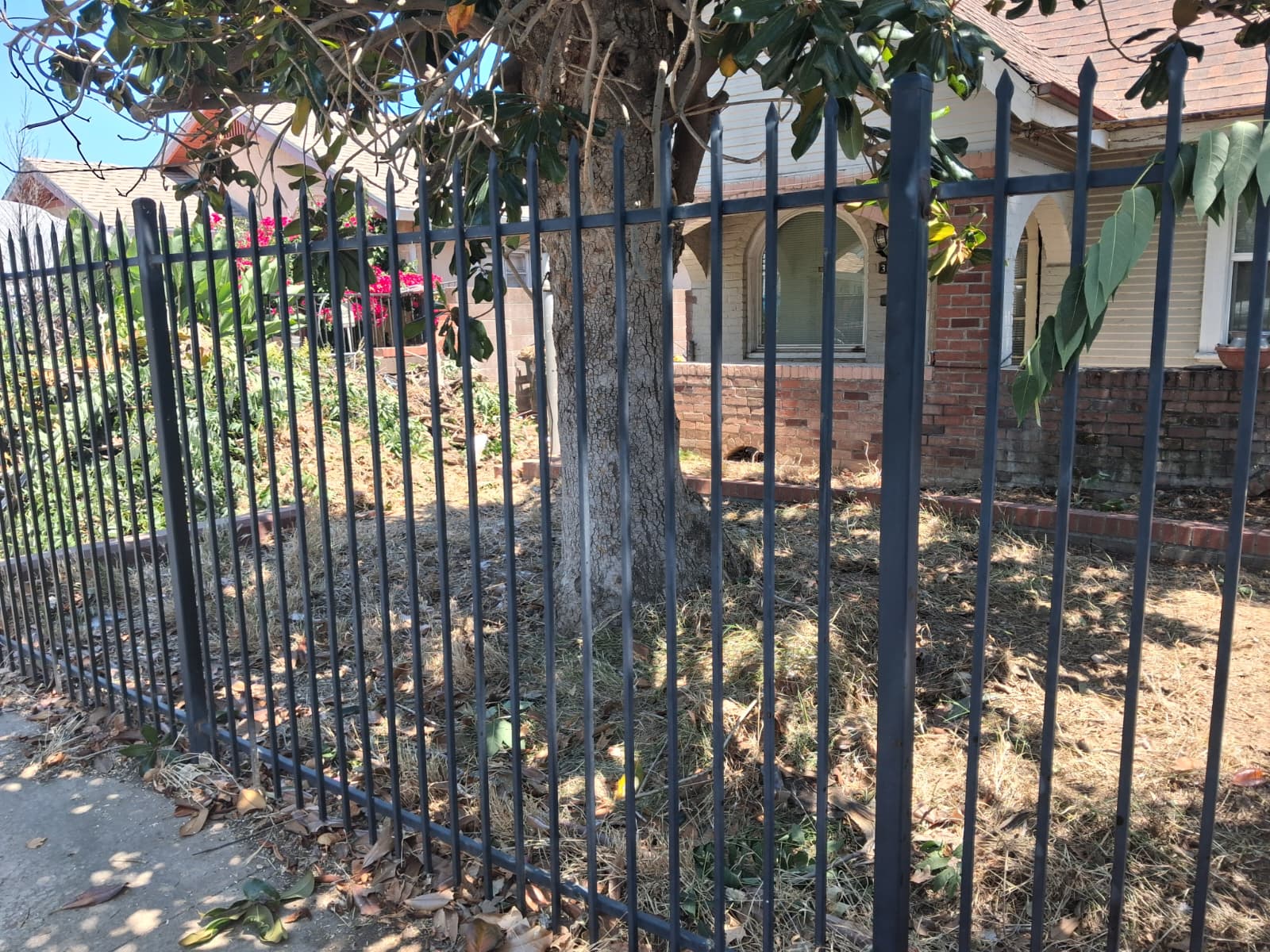 Premium wrought iron fence installed at a historic craftsman home — matte black spear-top posts, routed around a mature magnolia tree.