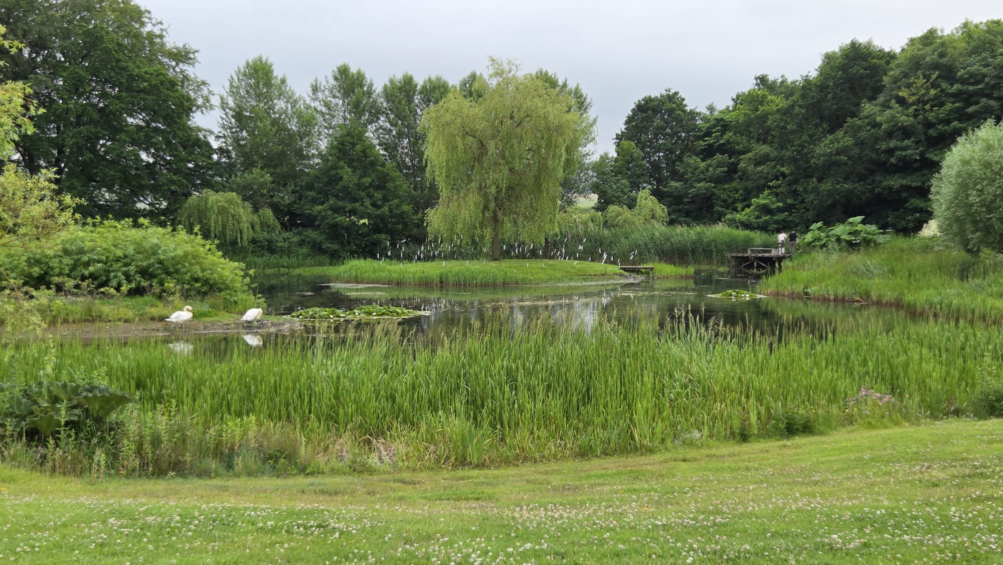 Swans gliding across one of the lakes at Jupiter Artland