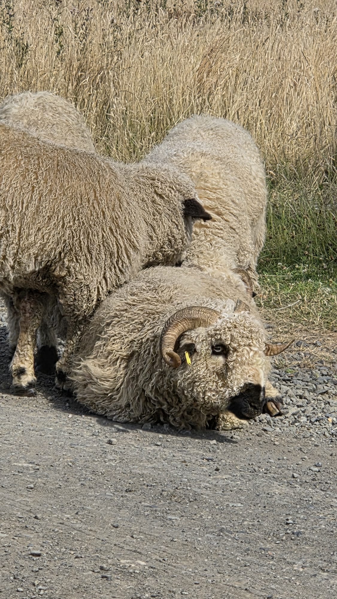A ram lying flat out sunbathing on a gravel path at Jupiter Artland, with other sheep grazing nearby